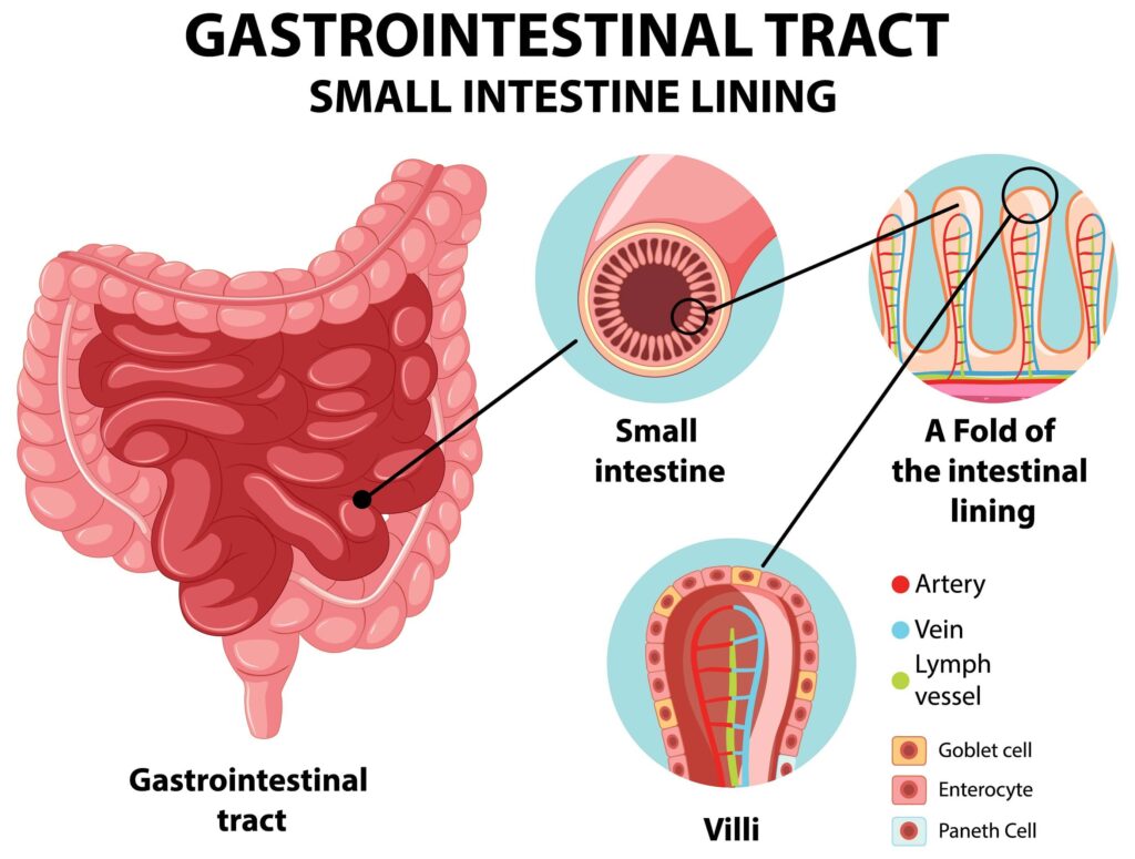 Gastrointestinal-Tract