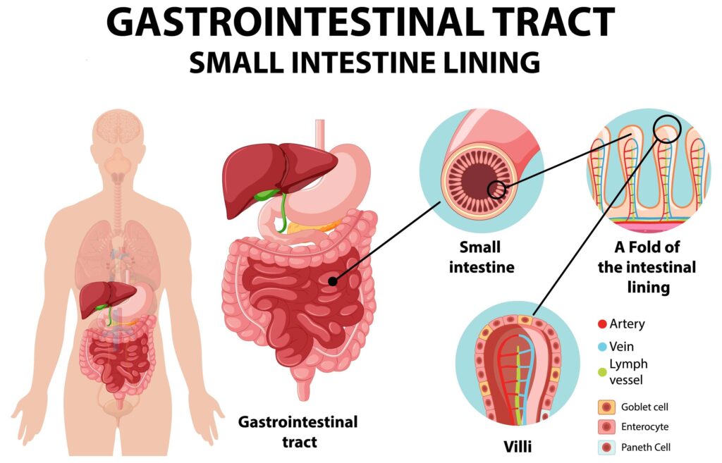 Gastrointestinal-Tract-2